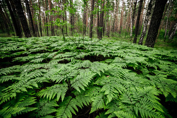 Dense fern thickets close-up. Beautiful nature background with many ferns in scenic forest. Rich...