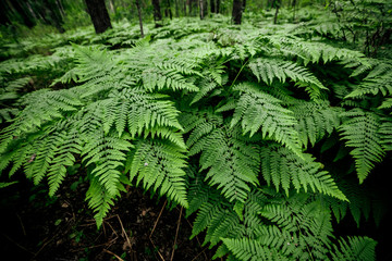 Beautiful nature background of vivid green ferns. Backdrop of lush fern thickets close-up. Chaotic rich flora among trees. Full frame of wild ferns chaos. Scenic natural texture of many fern leaves.