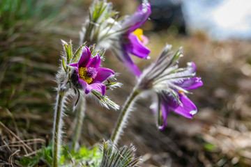 Pulsatilla vulgaris -Pasque flower