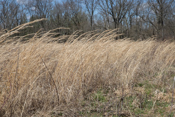 Fototapeta premium Blowing weeds