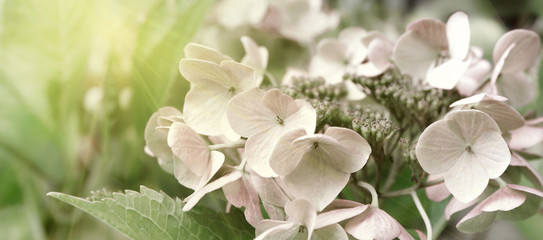 hortensie blumen garten licht