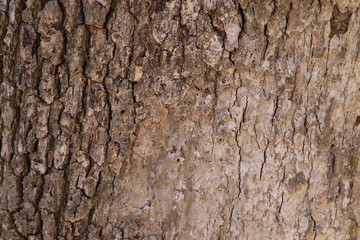 Obraz premium Bark texture