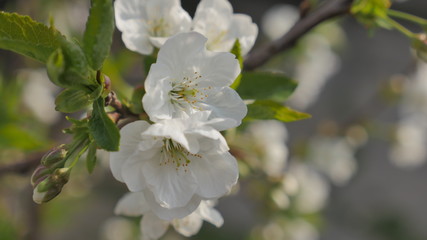 Obraz premium Blooming cherry tree White flowers on a tree