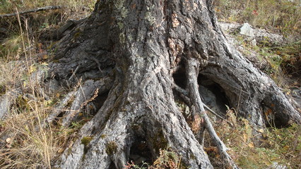 trunk of a tree