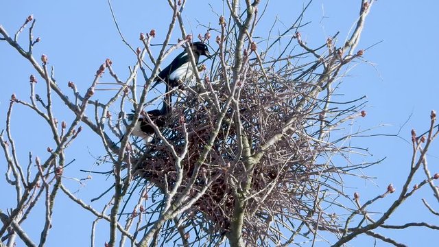 Elstern bauen ihr Nest