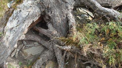 roots of a tree