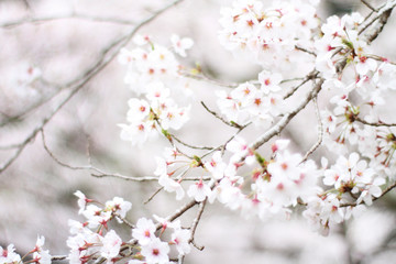 桜