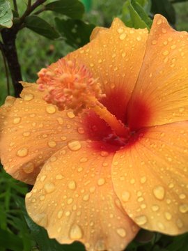red flower with water drops