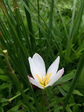 white crocus in early spring
