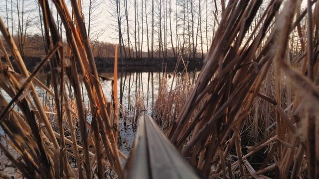 Spring duck hunting, a hunting rifle aims from the reeds towards the river