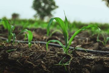 Corn grown on farmer's farms is growing. There is a mild sunlight in the evening.