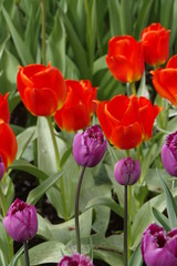 vacanza in Olanda Amsterdam e parco dei tulipani Keukenhof