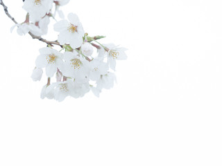 曇りの日の桜の花