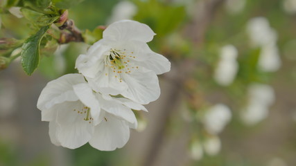  Blooming cherry tree White flowers on a tree
