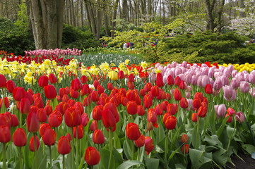 vacanza in Olanda Amsterdam e parco dei tulipani Keukenhof