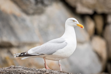 Goéland de profil © yamathom