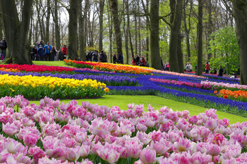 vacanza in Olanda Amsterdam e parco dei tulipani Keukenhof