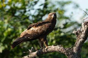 Spotted eagle looking directly at the camera