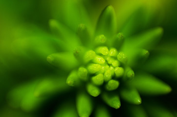 Lemon coral (Sedum mexicanum) Mexican stonecrop flowering plant, green, background