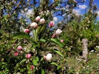 tulips in the garden