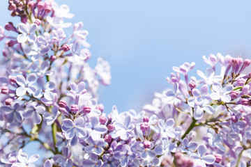 Beautiful springtime floral background with bunches of violet purple flowers. Blossoming Syringa vulgaris lilacs bush. soft focus photo