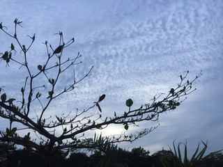 birds on tree