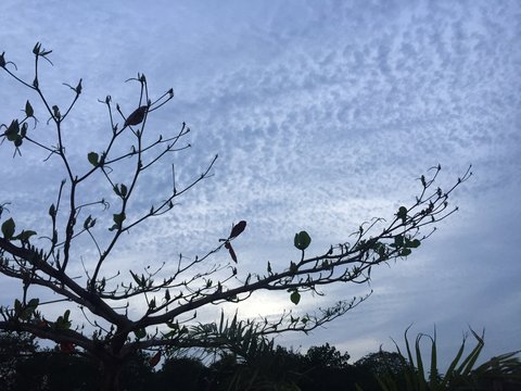 birds on tree