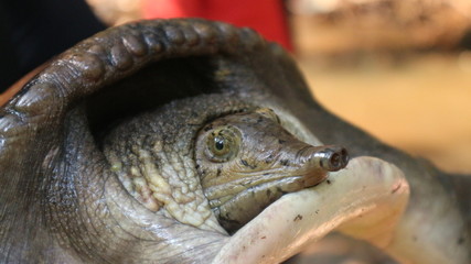 The soft-shell turtles live in fresh water and live in pairs.