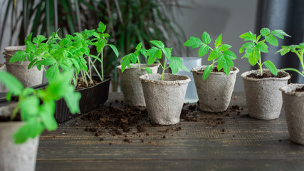 Young green seedlings of tomato in eco pots on a wooden background , transplanting seedlings, pricking out