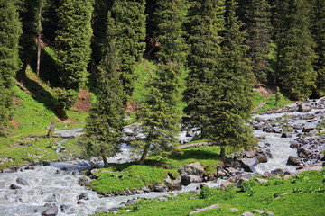 Fir tree forest in Tian Shan Mountains (Picea schrenkiana subsp. tianschanica)
