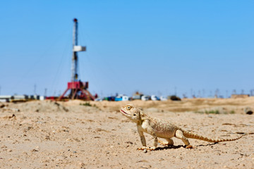 Agama lizard with a drilling rig in the background.  Environmental protection concept.  World Oil...