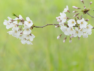 曇りの日の桜の花