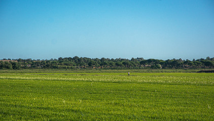 Rice paddy landscape with person from behind