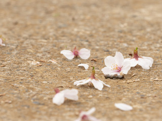 Fototapeta na wymiar 曇りの日の桜の花