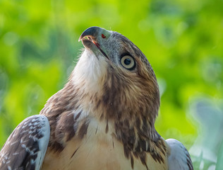 Red Tailed Hawk