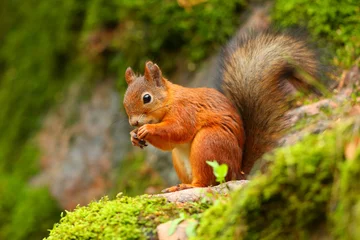 Fotobehang Eekhoorn Rode eekhoorn eten met groene achtergrond