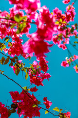 Bougainvillea