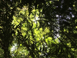 A lot of evergreem leaves in the forest