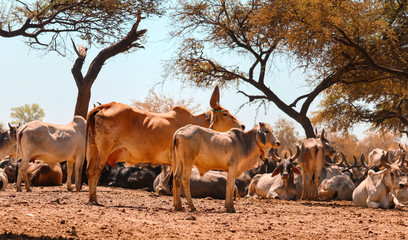 indian cow and calf's rest in govshal (goshala),beautiful view of cow and cow group,high protein milk  cow group,farm in cow