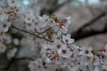 2020桜