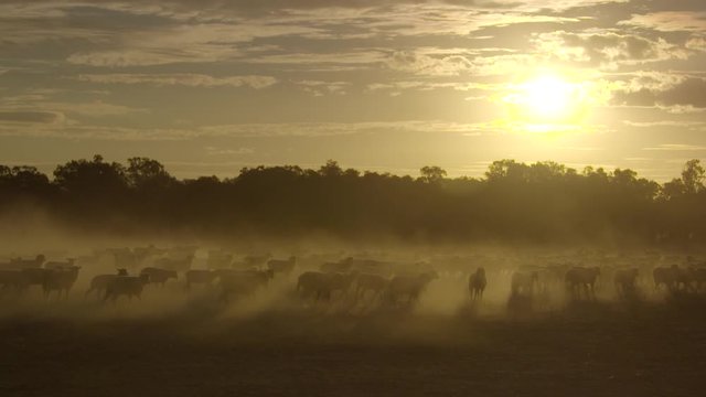 Large mob of sheep walking through dusty Australian paddock at sunset