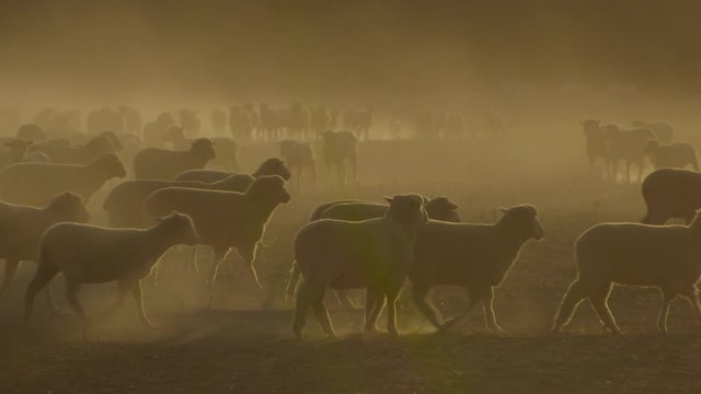 Sheep walking through dry dusty Australia field at sunset, Close up