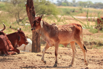 Cattle Shed Rural India,The face and upper body of a Indian golden cows