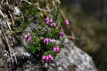 Zarte Schneeheiden-Blüte vor grauem Stein im Föhrenwald