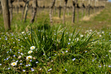 Gänesblümchen und Vergissmeinnicht Blüten im Weinberg