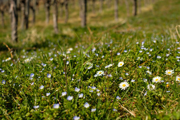 Fototapeta premium Frühling im Weinberg mt Blumen und Blüten