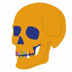isolated illustration of a cheerful skull, vector drawing