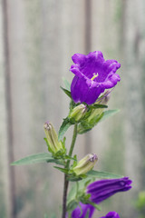 Springtime floral background. Blooming violet bellflower on gray background. Beautiful Campanula plant