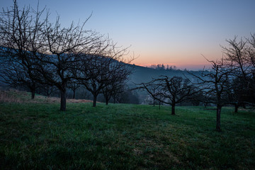 Obstb&auml;ume auf Wiese in D&auml;mmerung mit lila HImmel