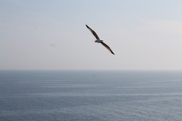 Fototapeta na wymiar open-winged seagull flying over the sea, facing the horizon